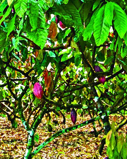 Cocoa_field