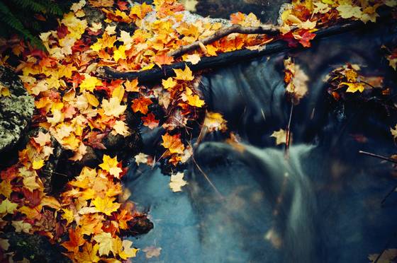 Fall