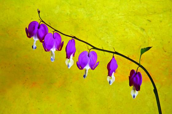 Bleeding_hearts