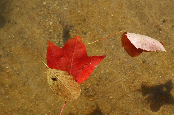 Floating_leaves