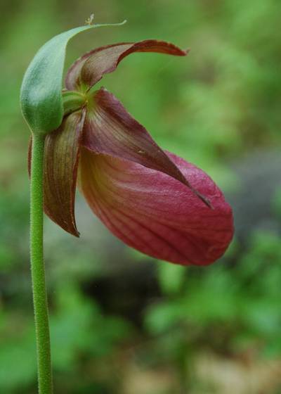 Lady_s_slipper