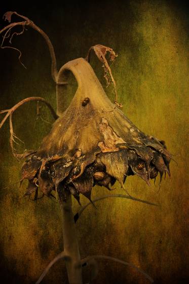 Summer_sorrow