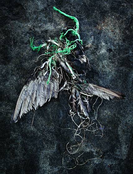 Entangled