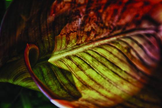 Canna_leaf