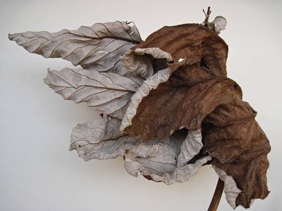 Yagrumo