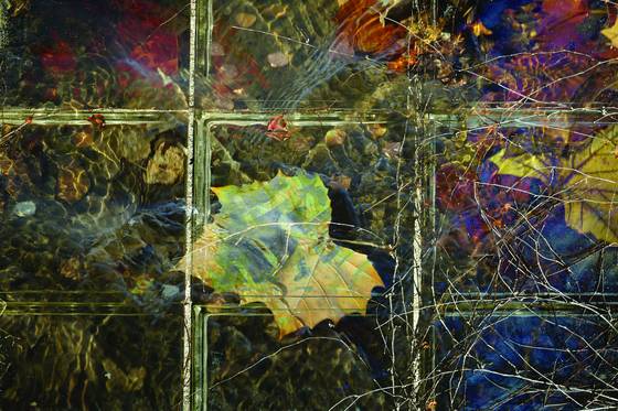 Fall_leaves_3