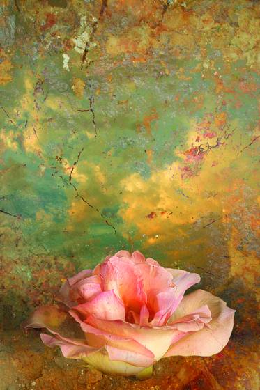 Rose_2