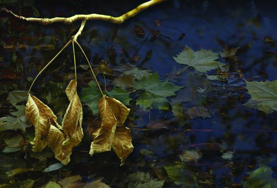 Three_leaves