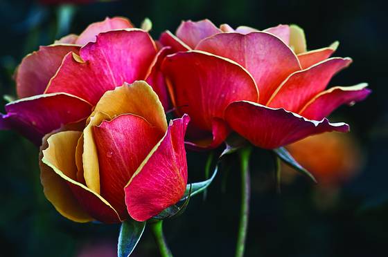 Rose_garden_-1
