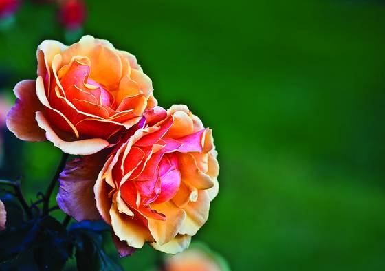 Rose_garden_-2