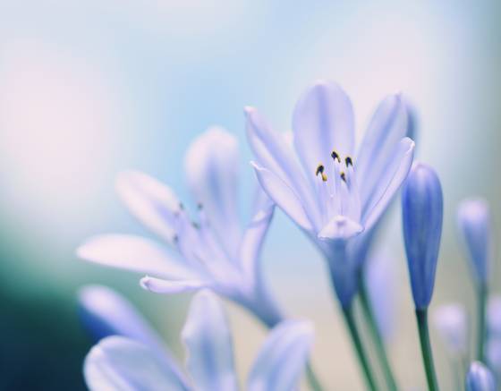 Agapanthus