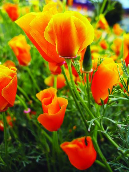 California_poppies
