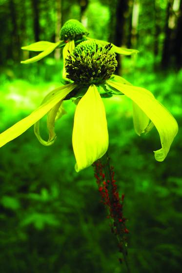 Coneflower