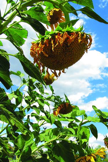 Sunflower