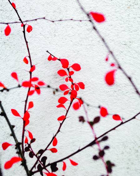 November_design_i