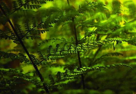 Ferns