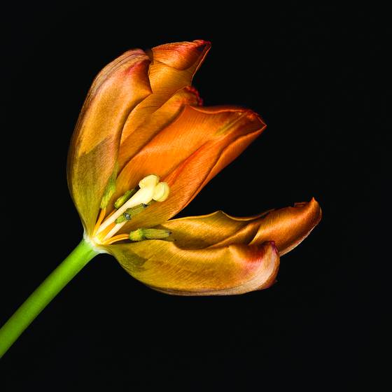 Tulip_golden