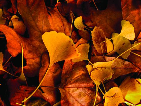 Fall_at_scripps_college