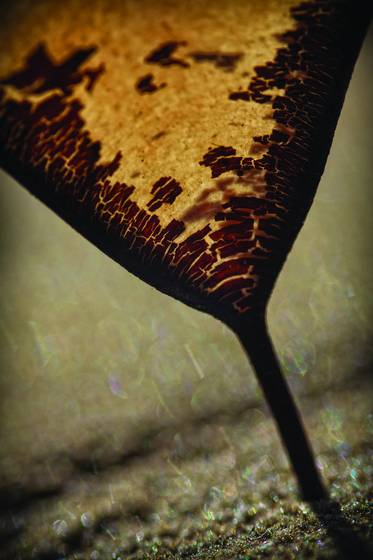Leaf