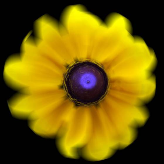 Black-eyed_susan