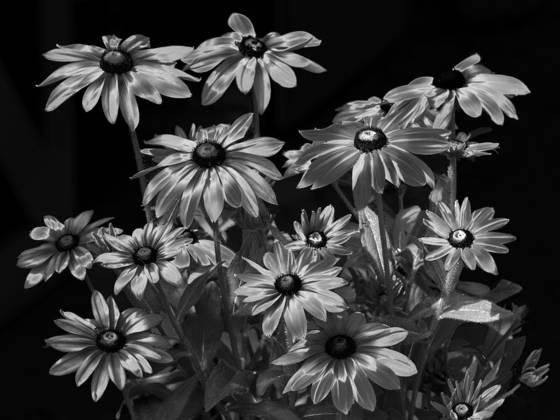 Black_eyed_susans__1