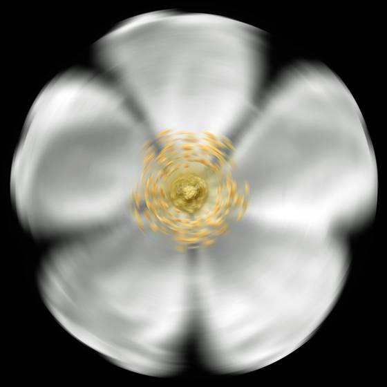 Wild_rose