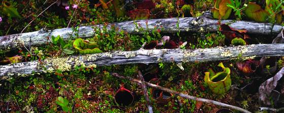 Tamarack_twigs_and_pitcher_plants
