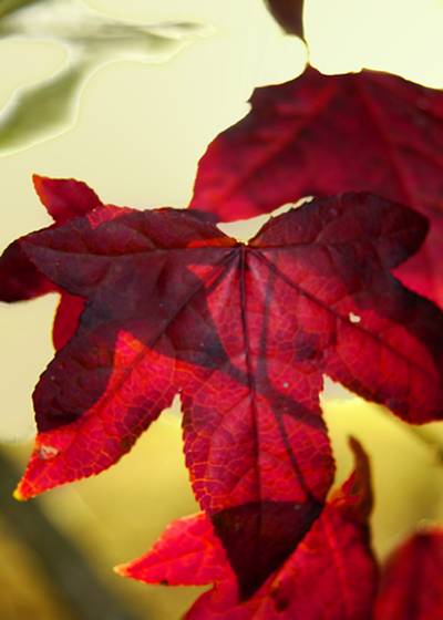 Fall_foliage_4