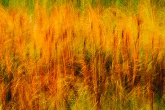 Frenetic_cattails