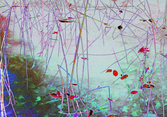 Weeds_in_water