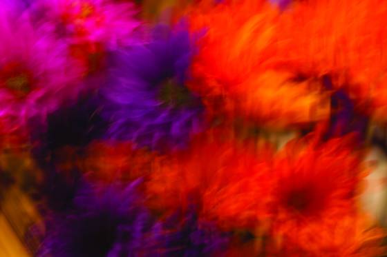 Oglebay_fall_flowers