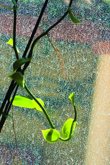 Leaves_on_water_stained_window