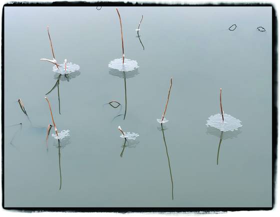Ice_flower