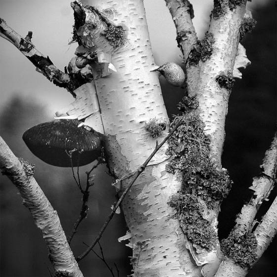 White_birch
