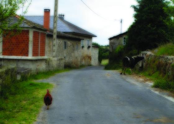 Camino_de_santiago_4