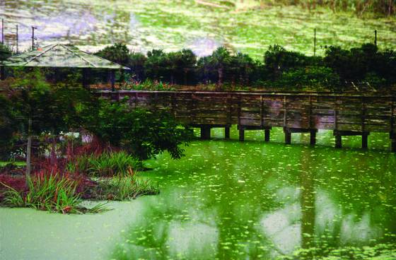 Wakodahatchee