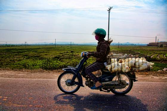 Chicken_transport
