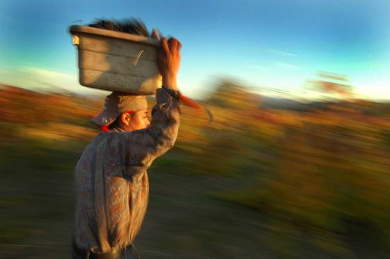 Morning_harvest