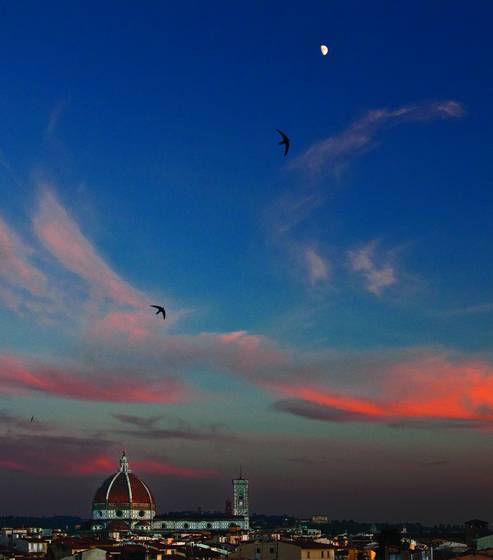 Florentine_evening-swifts_over_the_duomo