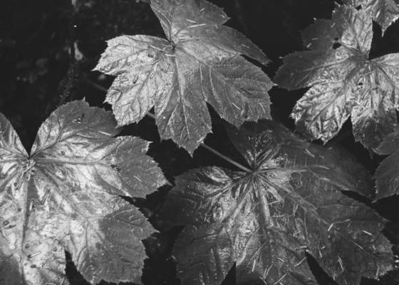 Leaves