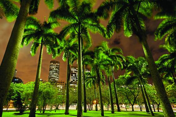 Downtown_palm_trees