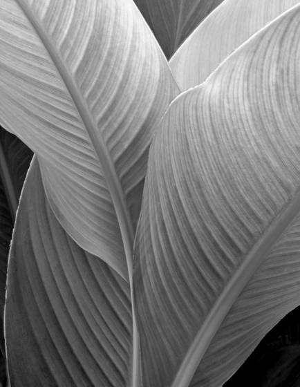 Canna_leaves_tif