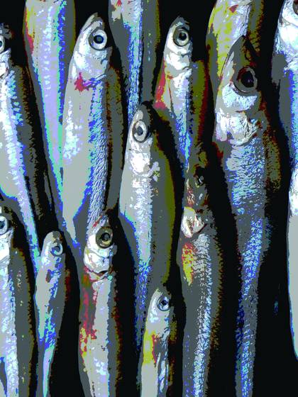 Fish