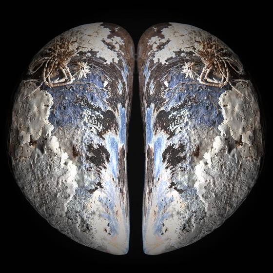 Mussel_earth