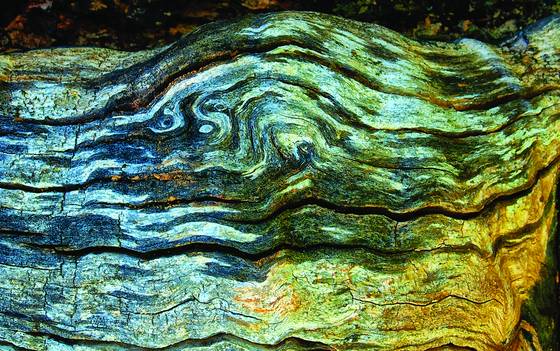 Old_wood_3