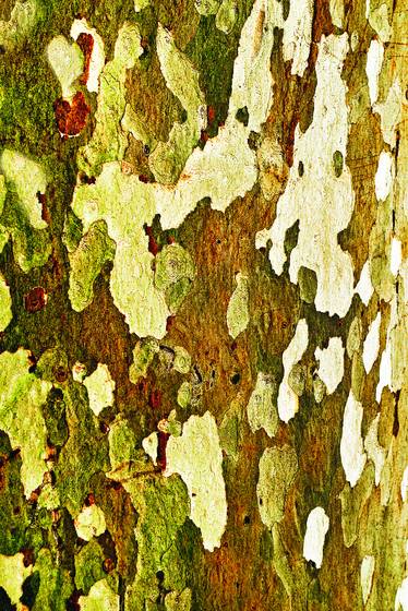 Aspen_tree_trunk