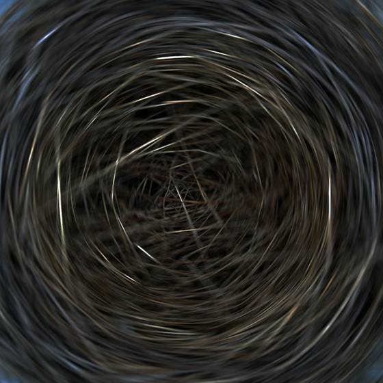 Nest