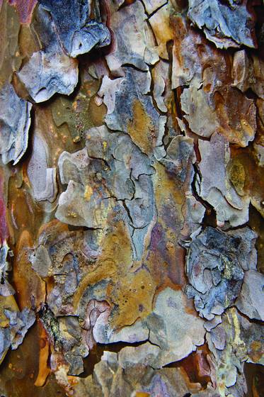 Bark_10