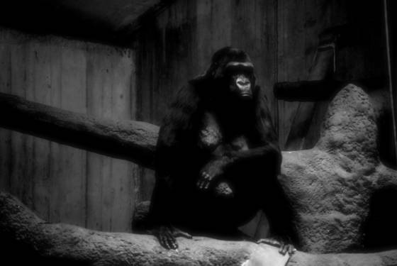 Queen_kong