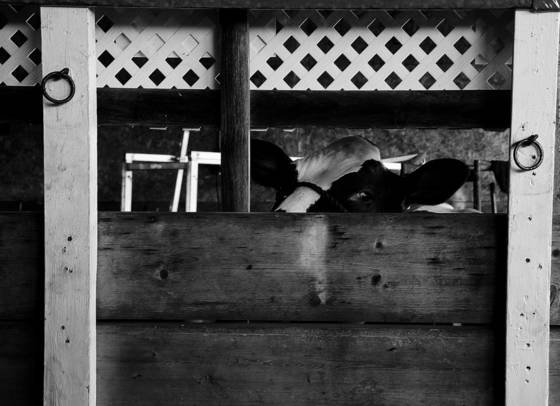 Cow_eye_-_union_fair